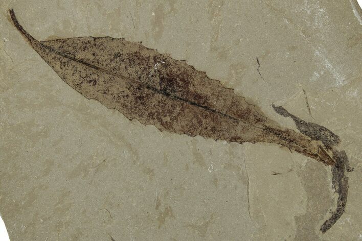 Fossil Willow (Salix) Leaf - Green River Formation, Utah #334196
